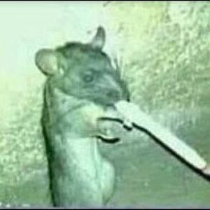 Meet your Posher, Serena